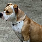 Amstaff plimbat fara lesa si botnia in Pitesti Proprietarul a fost sanctionat