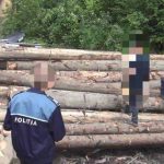 Arges Prinsi cu o cantitate mare de lemne fara documente in depozit Amenda drastica