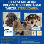 Campanie gratuita de sterilizare la Adapostul de caini din Curtea de Arges