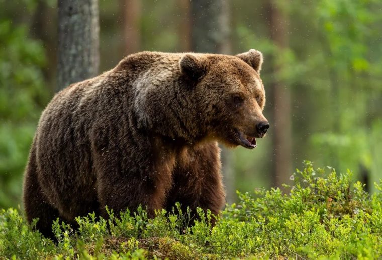 Cioban atacat de urs in Masivul Iezer a incercat sa si apere turma cu o bata