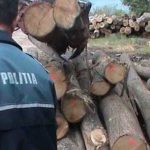 Costesti Politistii sanctioneaza transportul ilegal de lemne
