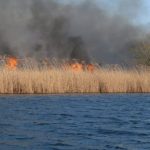 Incendiu de amploare in Delta Dunarii 700 de hectare de vegetatie au fost afectate de flacari