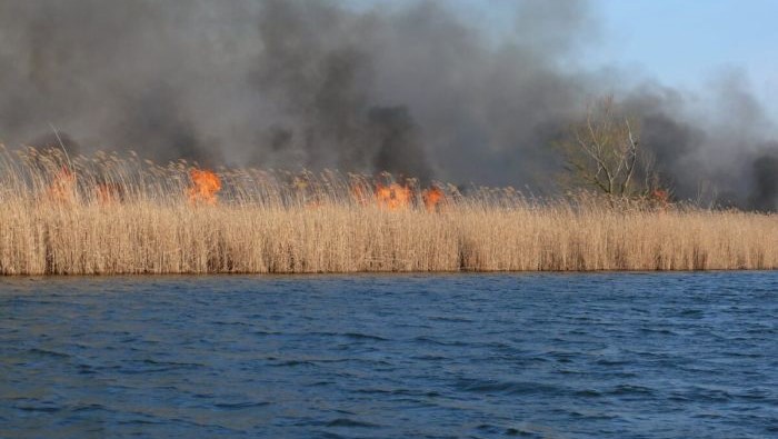 Incendiu de amploare in Delta Dunarii 700 de hectare de vegetatie au fost afectate de flacari