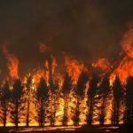 Incendiu de mari proportii in Vrancea Flacarle au mistuit 10 hectare de padure