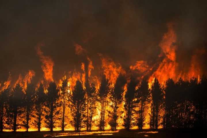 Incendiu de mari proportii in Vrancea Flacarle au mistuit 10 hectare de padure