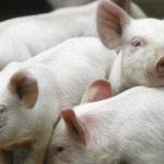 Legea pentru combaterea pestelor porcine trimisa la reexaminare de presedinte
