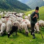 Oitarele de oi ameninta cu proteste in Bucuresti aducand remorci cu balegar si cisterne cu lapte
