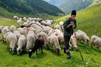 Oitarele de oi ameninta cu proteste in Bucuresti aducand remorci cu balegar si cisterne cu lapte