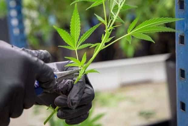 Plantatia ascunsa de pe malul Muresului peste 100 de plante de canabis si echipamente pentru cultivare descoperite de DIICOT
