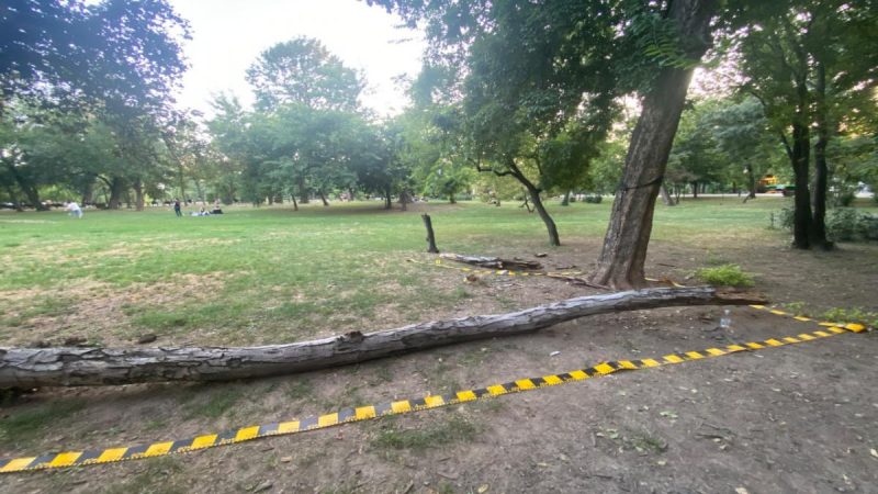 Tanara de 19 ani zdrobitade copaci in Cismigiu se afla in stare critica Familia solicita justitie