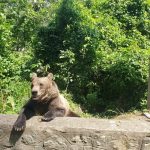 Ursii au fost observati in 11 localitati din Arges