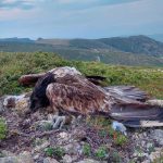 Vulturii victime colaterale in disputa dintre oameni si pradatori