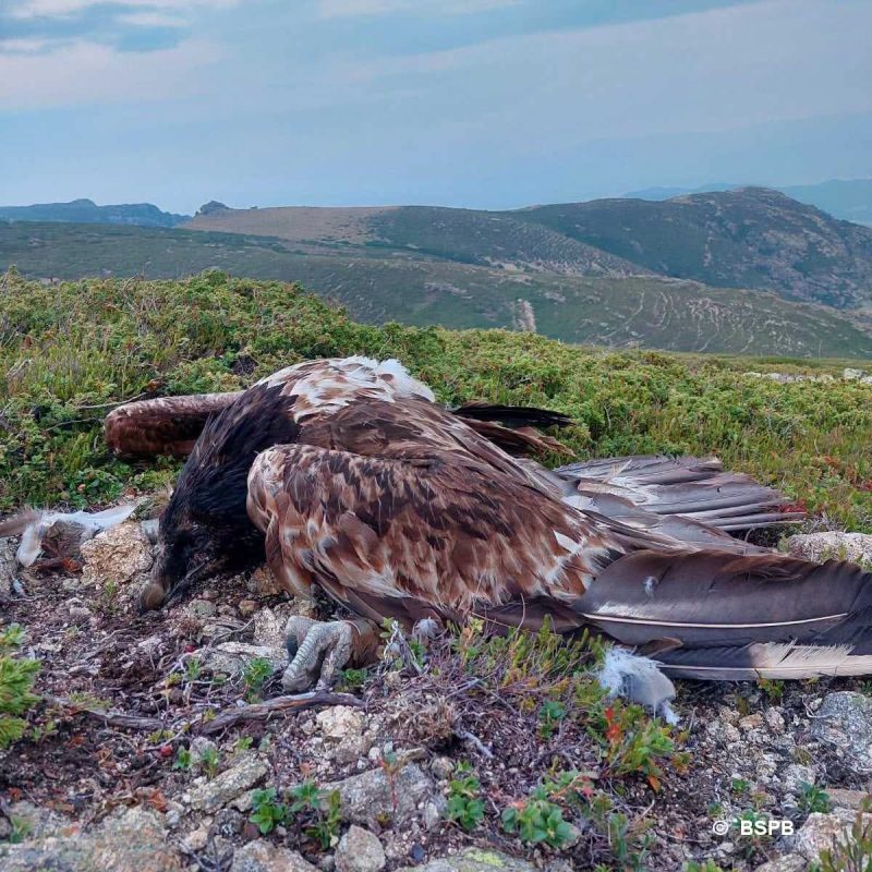 Vulturii victime colaterale in disputa dintre oameni si pradatori