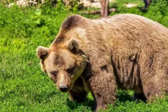 Urs la Mioveni în această seară. Alertă RO-Alert