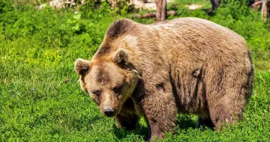 Urs la Mioveni în această seară. Alertă RO-Alert