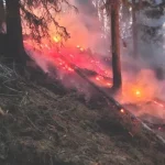 Incendiu puternic în pădure. Alertă de urgență în Argeș