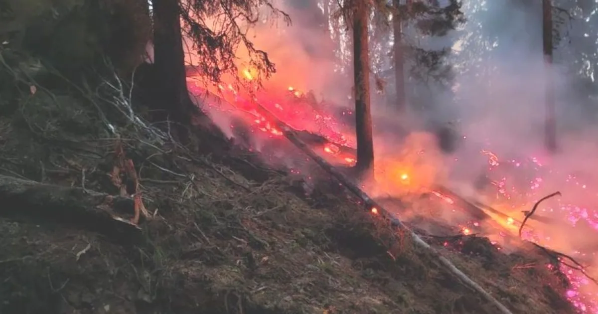 Incendiu puternic în pădure. Alertă de urgență în Argeș